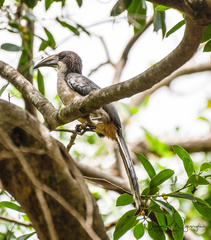 Ocyceros gingalensis