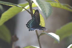 Limenitis arthemis arizonensis