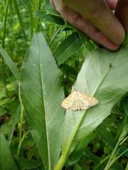 Paratalanta hyalinalis
