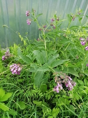 Symphytum officinale