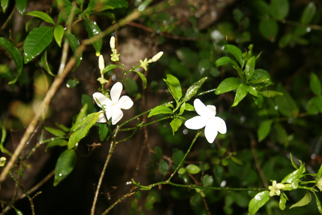 Ephippiocarpa