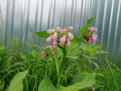 Symphytum officinale