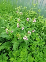 Symphytum officinale