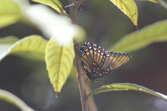Limenitis arthemis arizonensis