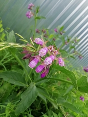 Symphytum officinale