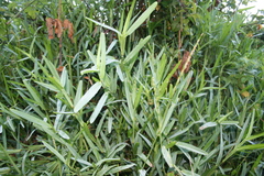 Stenotaphrum dimidiatum