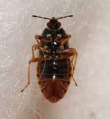 Chilacis typhae