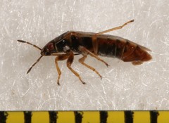Chilacis typhae