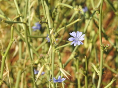 Cichorium pumilum