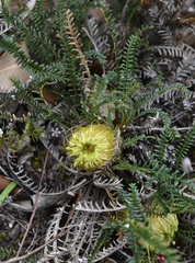 Banksia arctotidis