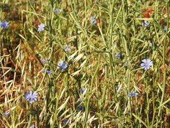 Cichorium pumilum