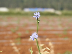 Cichorium pumilum