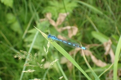Enallagma risi