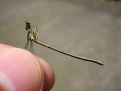 Platycnemis phyllopoda