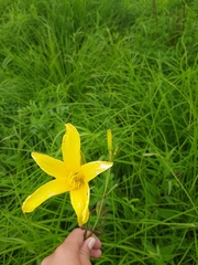 Hemerocallis minor