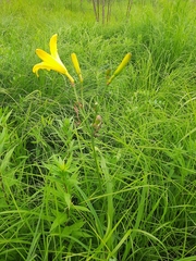 Hemerocallis minor