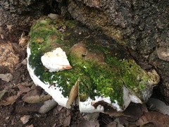 Rigidoporus ulmarius