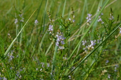 Astragalus sulcatus