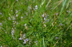 Astragalus sulcatus