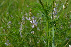 Astragalus sulcatus