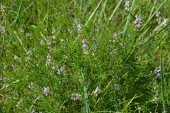Astragalus sulcatus