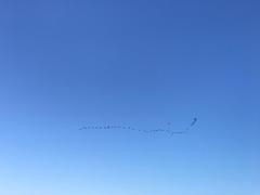 Plegadis falcinellus