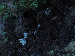 Helichrysum fruticans