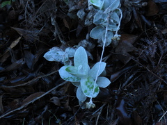 Helichrysum fruticans
