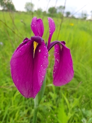 Iris ensata