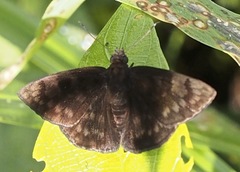 Pachyneuria licisca