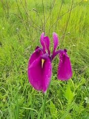 Iris ensata