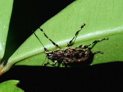 Acorynus