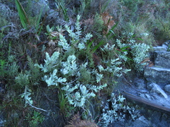 Helichrysum fruticans