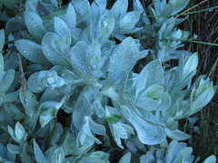 Helichrysum fruticans