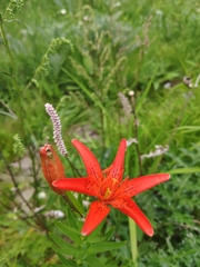 Lilium concolor