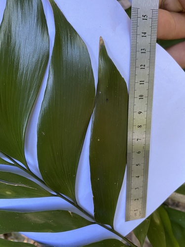 Bowenia spectabilis