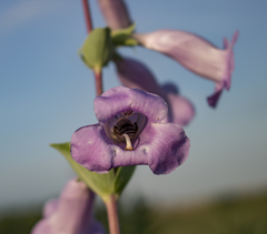 Penstemon grandiflorus
