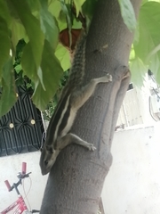 Funambulus pennantii