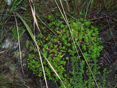 Osmitopsis dentata