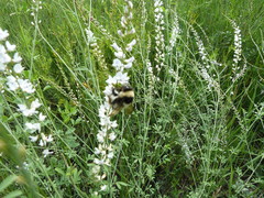 Bombus patagiatus
