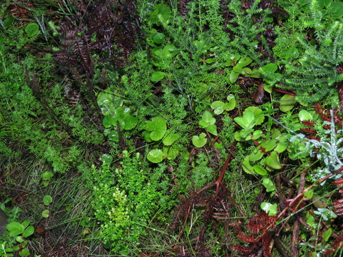 Image of Hippia pilosa by (c) Jeremy Gilmore, some rights reserved (CC BY)