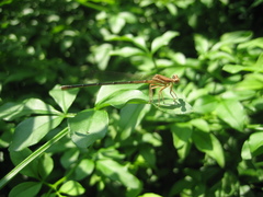 Platycnemis phyllopoda