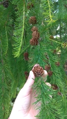 Larix sibirica