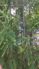 Larix sibirica