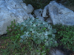 Senecio verbascifolius