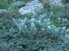 Helichrysum fruticans