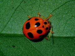 Oides duodecimpunctata