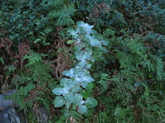 Senecio verbascifolius