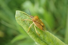 Carpocoris purpureipennis