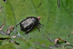 Protaetia cuprea